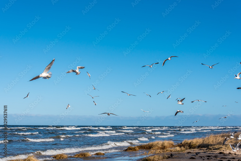 Fototapeta premium Birds over a Baltic Sea Beach on a Sunny Day