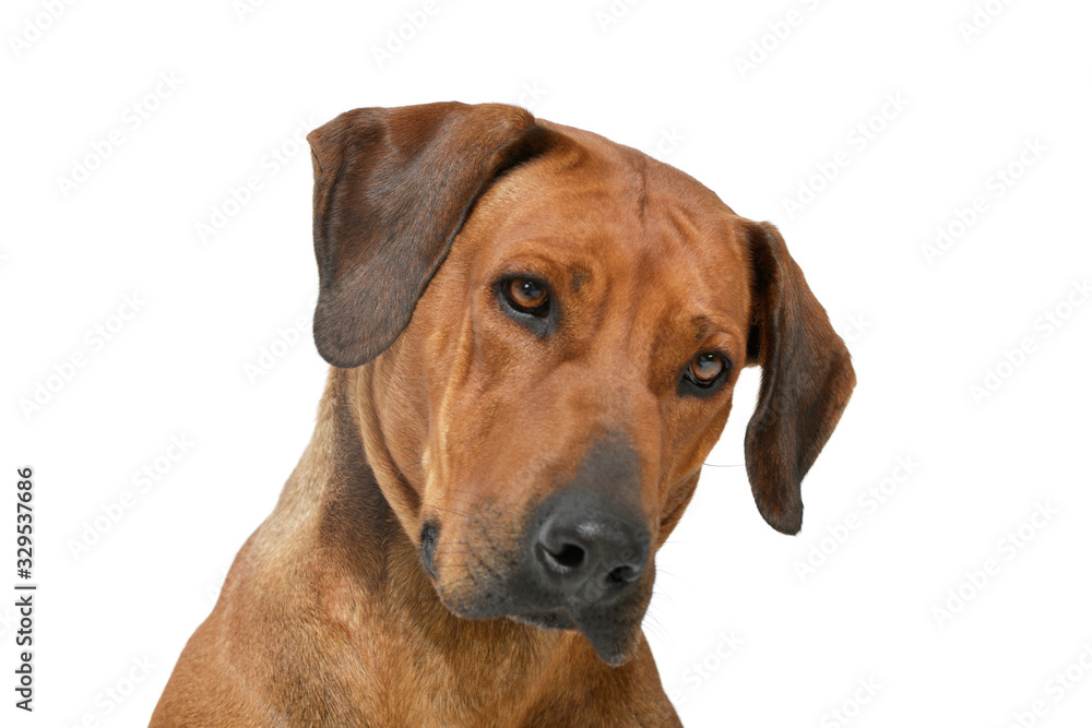 Portrait of an adorable rhodesian ridgeback Portrait of an adorable rhodesian ridgeback
