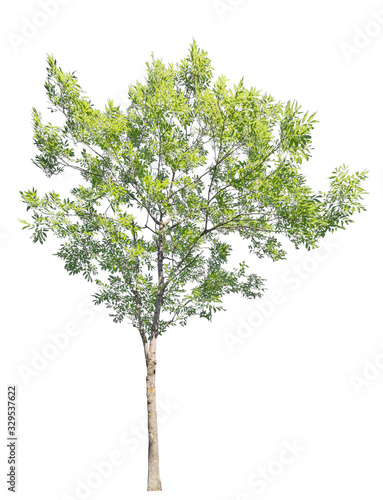 bright green tree isolated on white