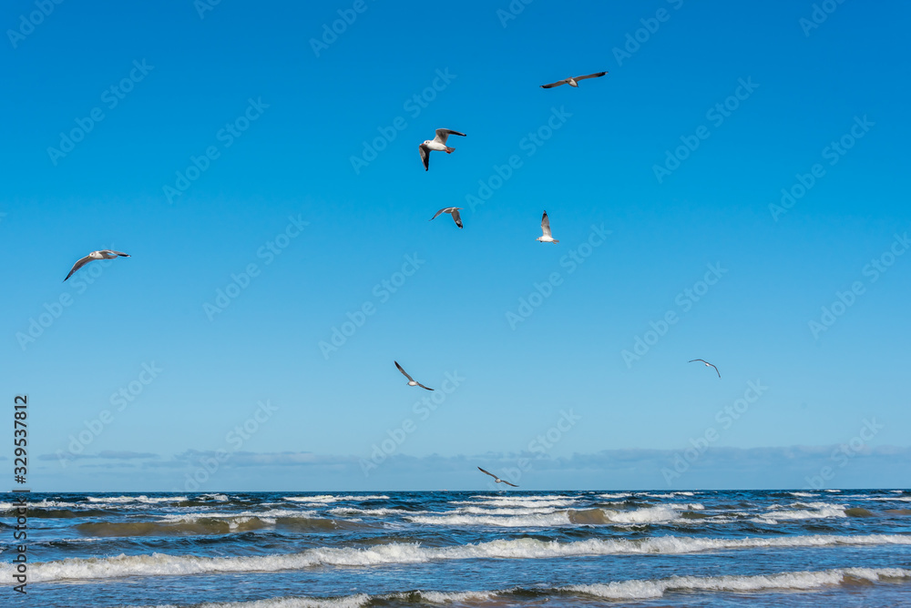 Birds over a Baltic Sea Beach on a Sunny Day Birds over a Baltic Sea Beach on a Sunny Day