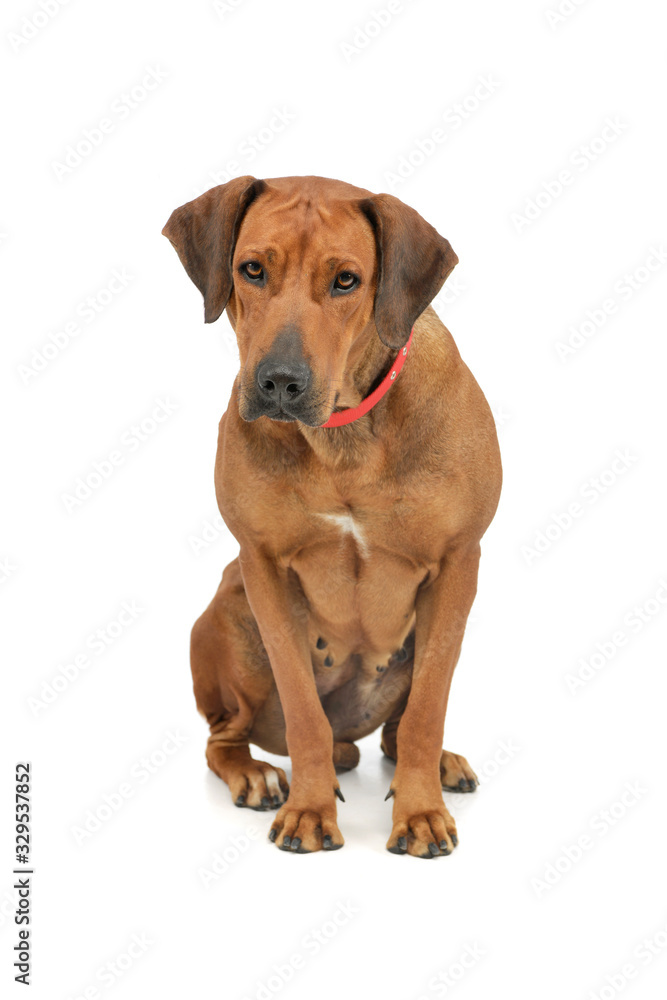 Studio shot of an adorable rhodesian ridgeback