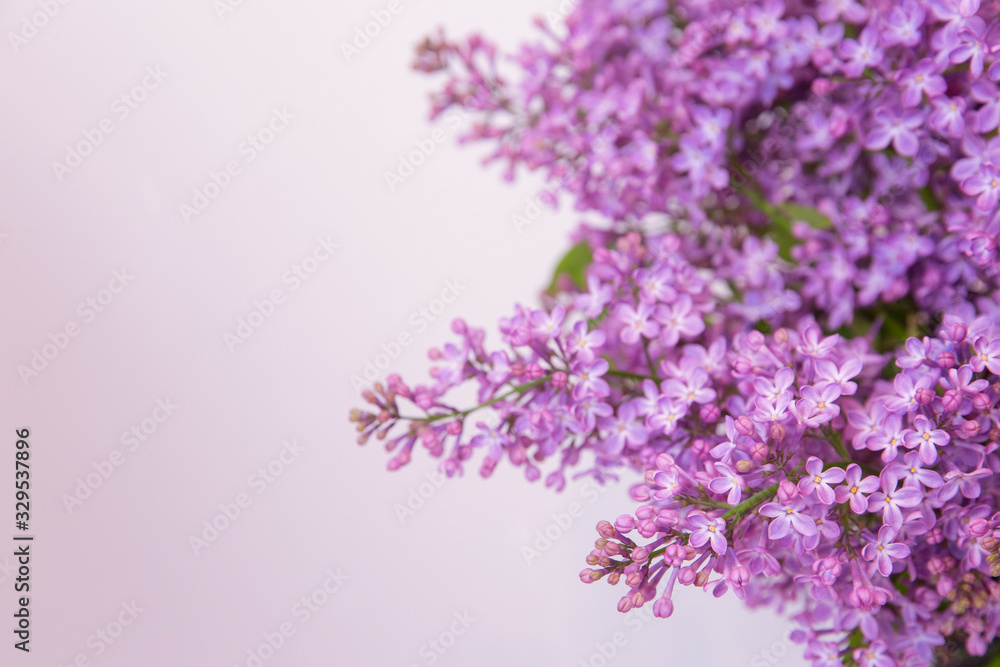 A branch of blooming lilac (syringa) flowers on a white background. A branch of blooming lilac (syringa) flowers on a white background.