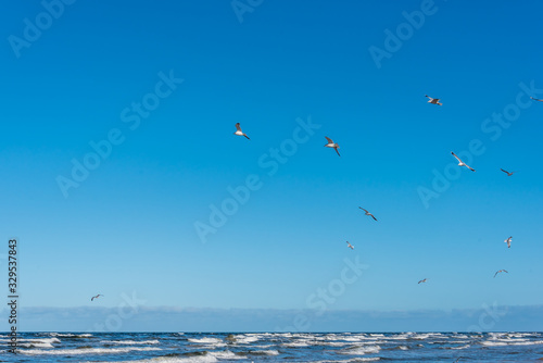 Birds over a Baltic Sea Beach on a Sunny Day