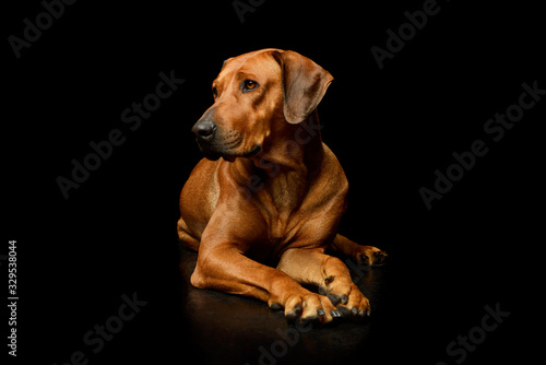 Studio shot of an adorable rhodesian ridgeback