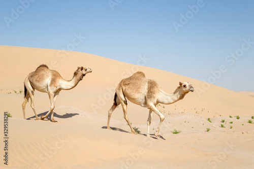 Middle eastern camels in the desert in UAE