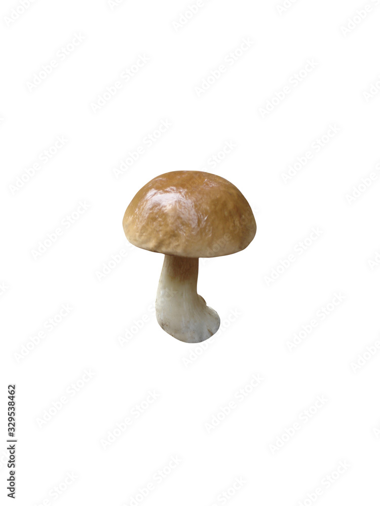 Boletus edulis isolated on a white background. Close-up. Boletus edulis isolated on a white background. Close-up.