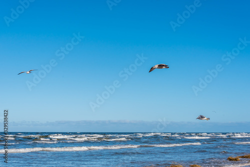 Birds over a Baltic Sea Beach on a Sunny Day