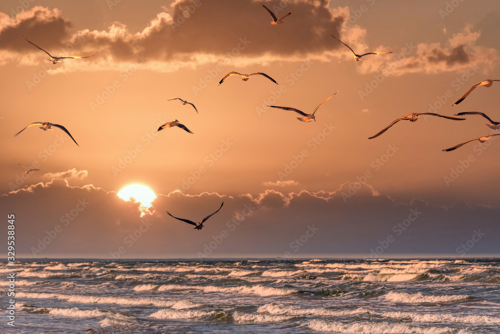 Birds at Sunset over a Baltic Sea Beach on a Sunny Day
