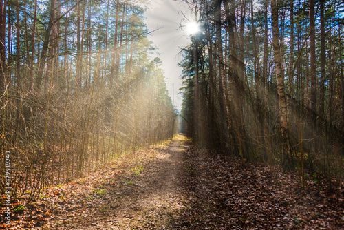 Path in a Forest on a Spring Day in Latvia with Rays of Light