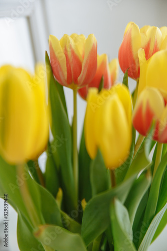 red yellow tulip flowers with green stems and tulip leaves close up white background