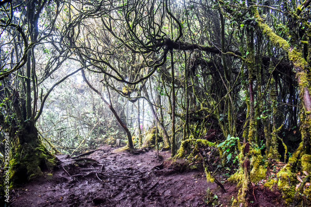 Obraz premium Wild and dangerous jungle in Malaysia