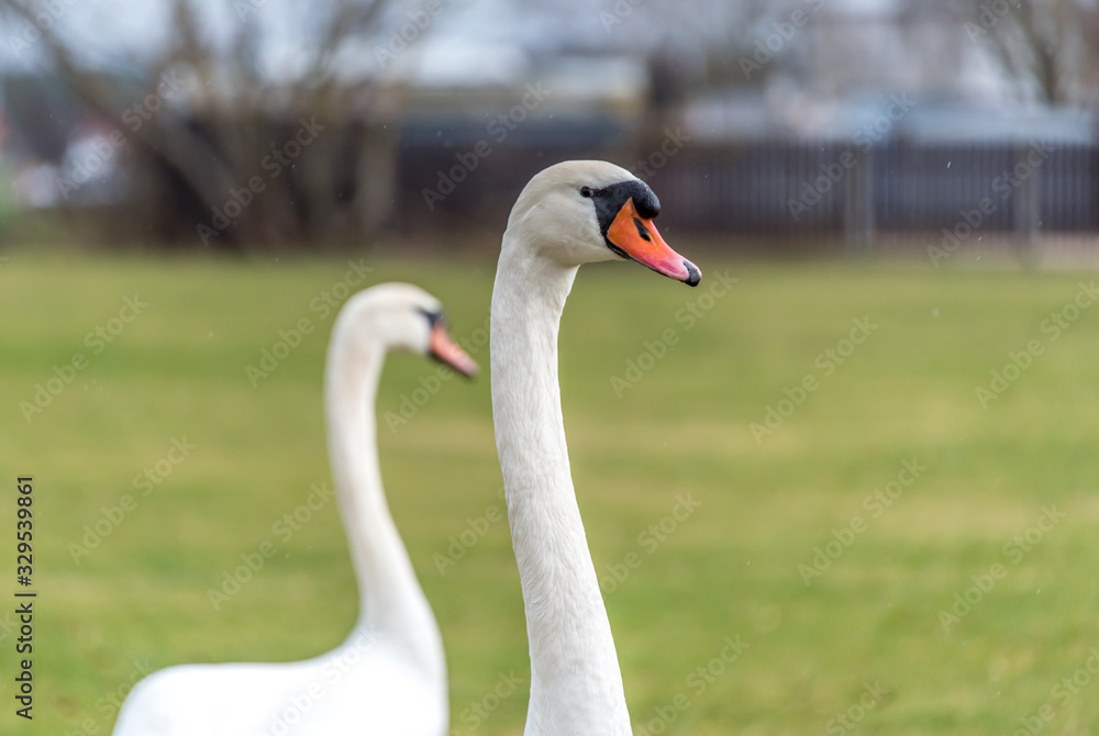 Fototapeta premium Swans out for a Walk in Spring