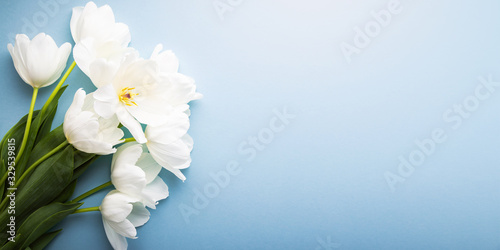 White tulips on blue background top view. Happy spring Holidays. Valentine s day. Birthday. Women s day. Easter. Flower wedding card  invitation  banner 