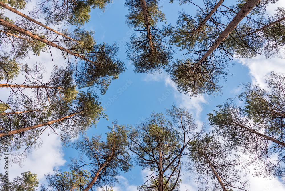Looking up to the Sky through Tall Pine Trees