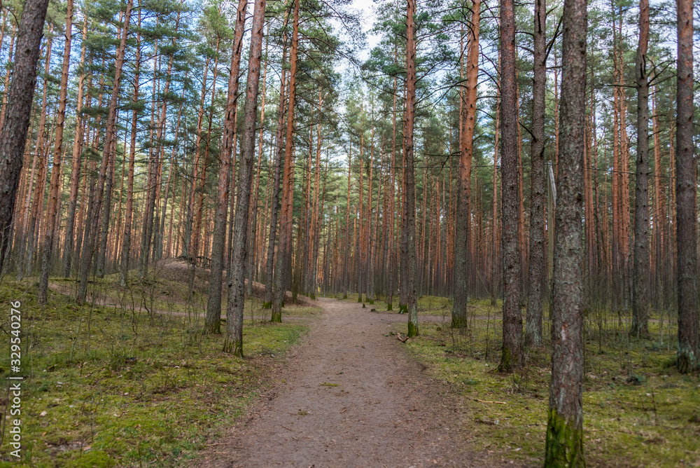 Fototapeta premium Path in a Forest on a Spring Day in Latvia