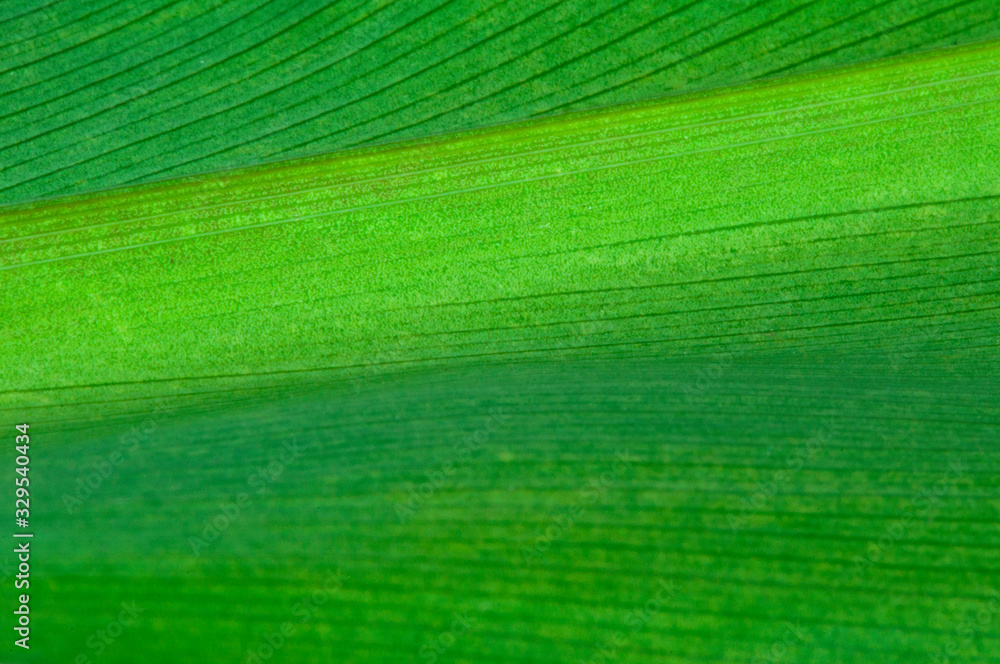 Naklejka premium Natural background of green leaf