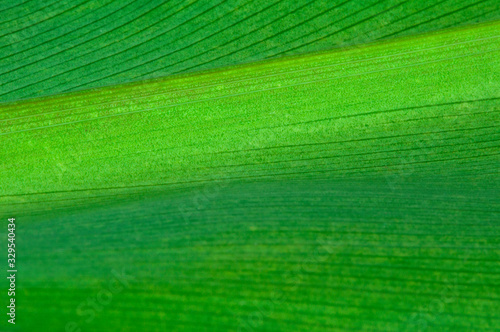 Natural background of green leaf