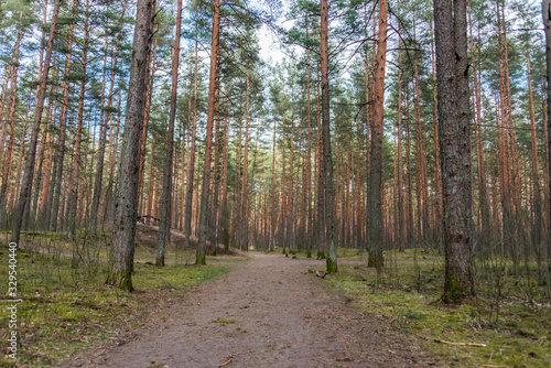 Path in a Forest on a Spring Day in Latvia