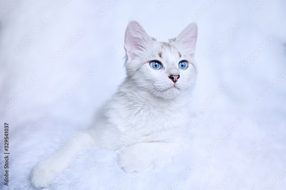 White kitten with blue eyes relaxes in bed  