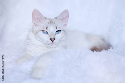 White kitten with blue eyes relaxes in bed 