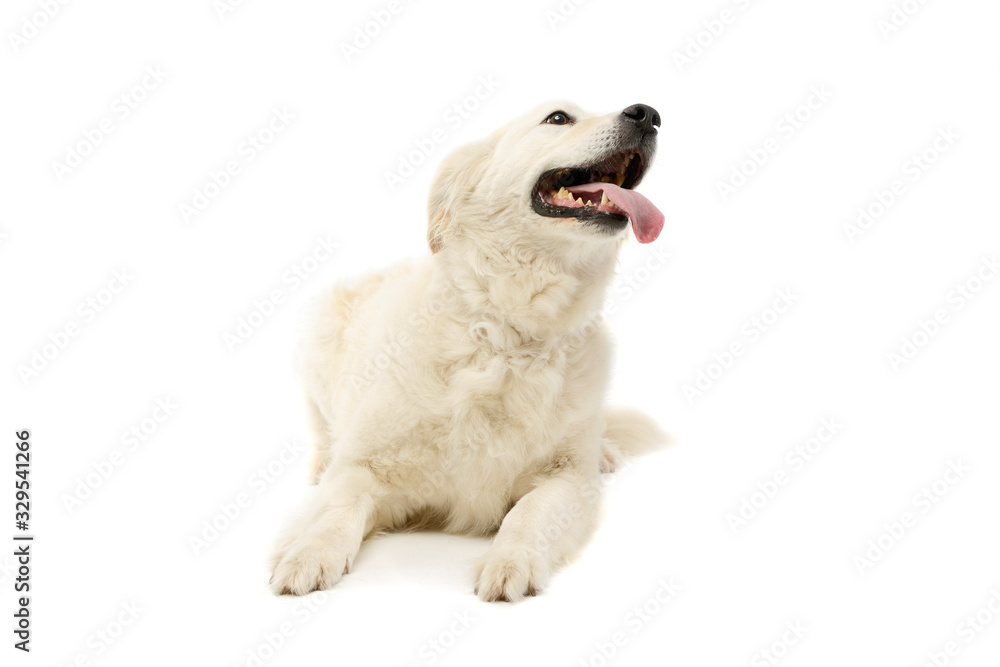 Studio shot of a lovely Golden Retriever Studio shot of a lovely Golden Retriever