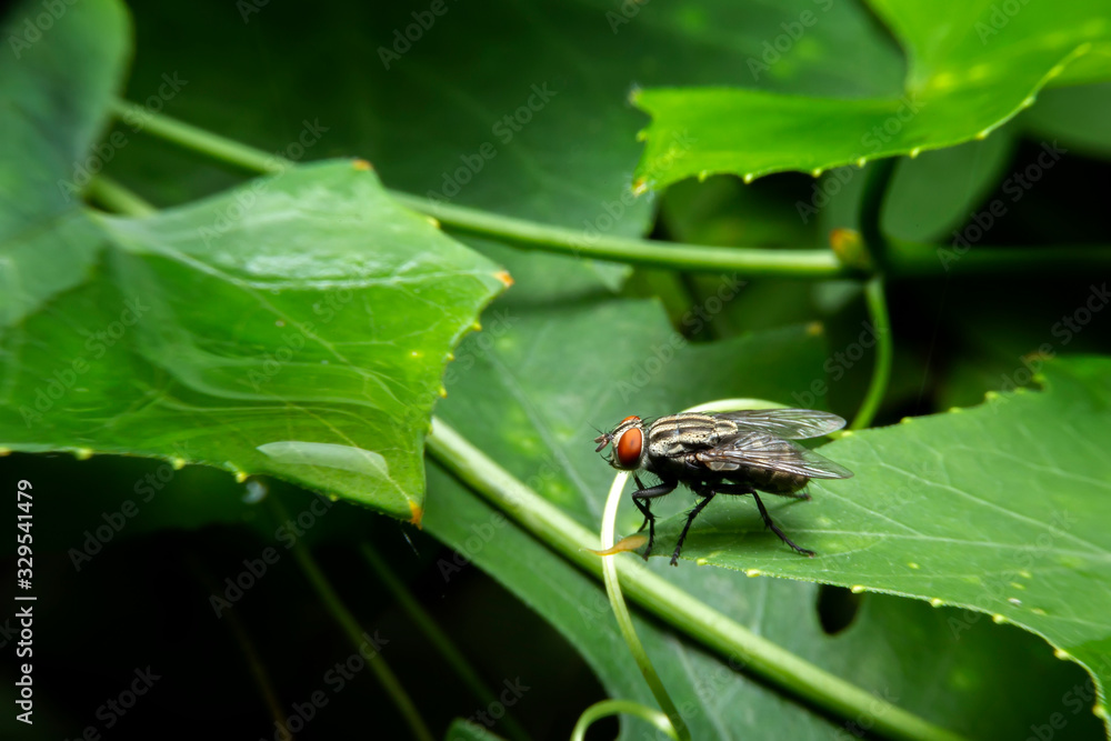 Diptera on green leaf in the forest with blurred green background. House Fly or Musca domesticastand on the leaves. Diptera on green leaf in the forest with blurred green background. House Fly or Musca domesticastand on the leaves.