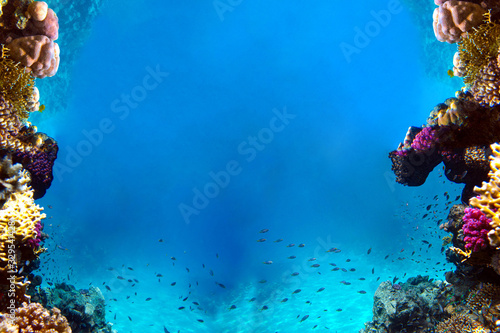 Fototapeta Naklejka Na Ścianę i Meble -  Underwater view of the coral reef and Tropical Fish