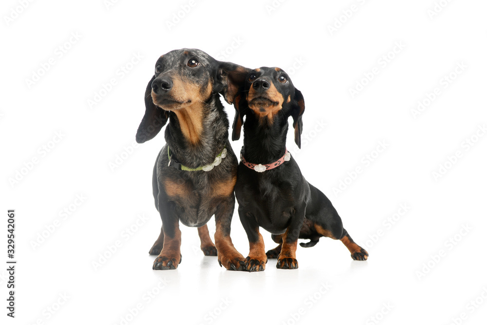 Studio shot of two adorable Dachshunds