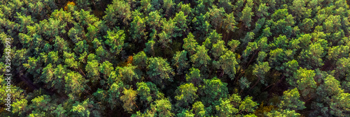 Aerial panoramic view of evergreen pine forest.
