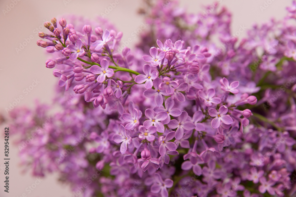 A branch of blossoming lilac (syringa) flowers. Lilac background. Lilac closeup.