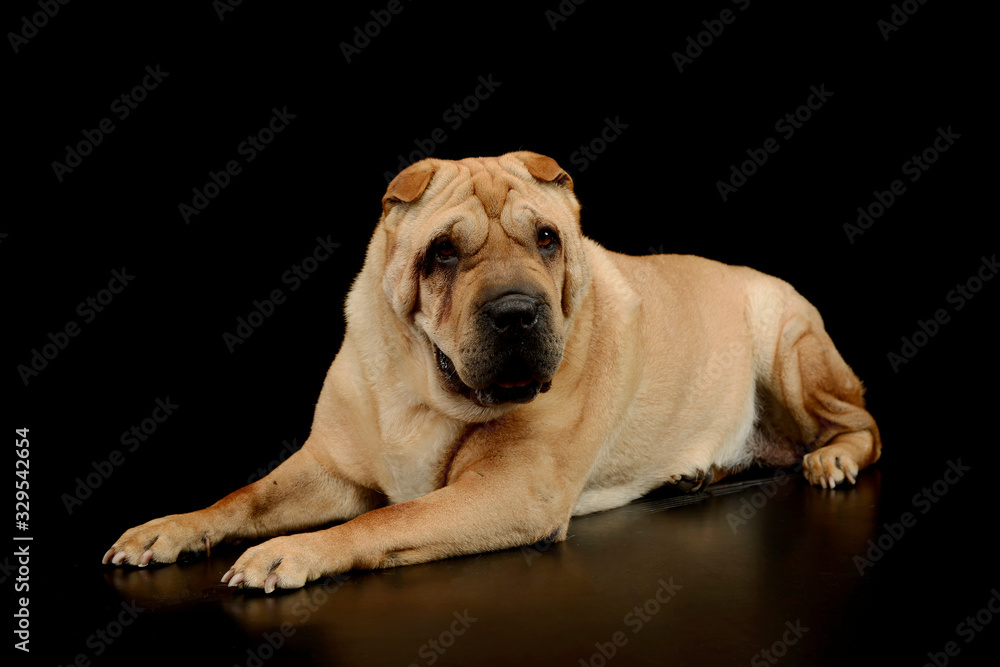 Studio shot of a lovely Shar pei