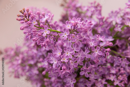 A branch of blossoming lilac  syringa  flowers. Lilac background. Lilac closeup.