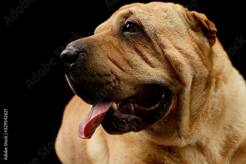 Portrait of an adorable Shar pei