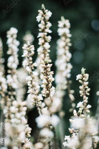 Close up of white spring flowers. Shallow depth of field, soft focus and blur. Dark green background