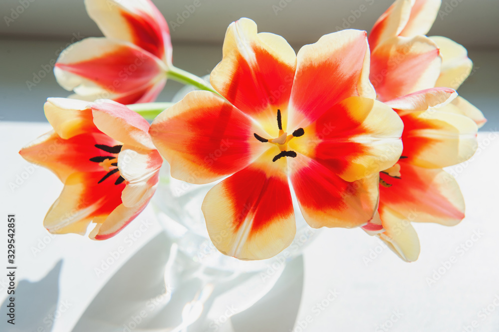 red tulip flowers close
