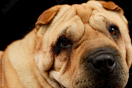 Portrait of an adorable Shar pei