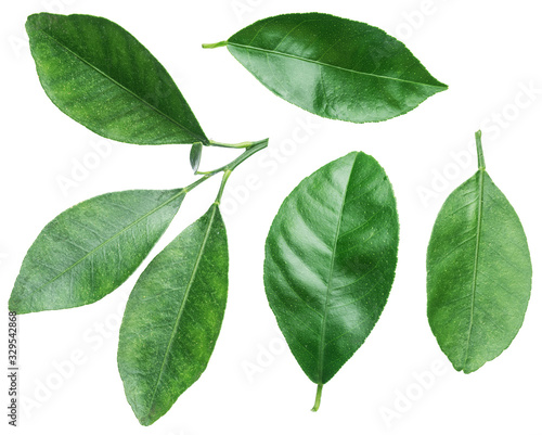 Collection of citrus leaves on white background.