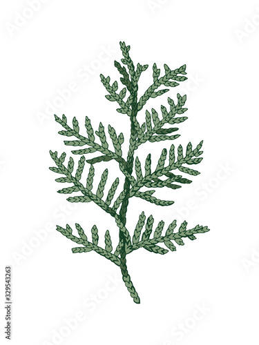 Hand drawn colorful cedar branch