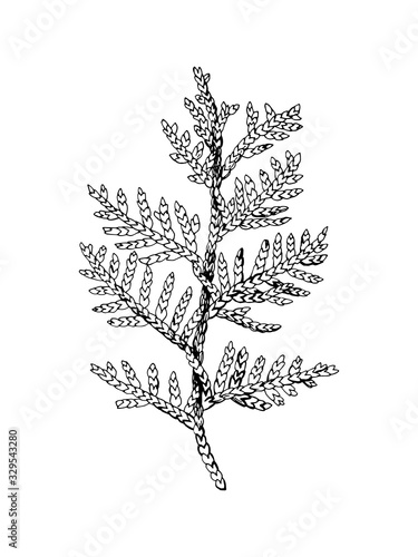 Hand drawn black and white cedar branch