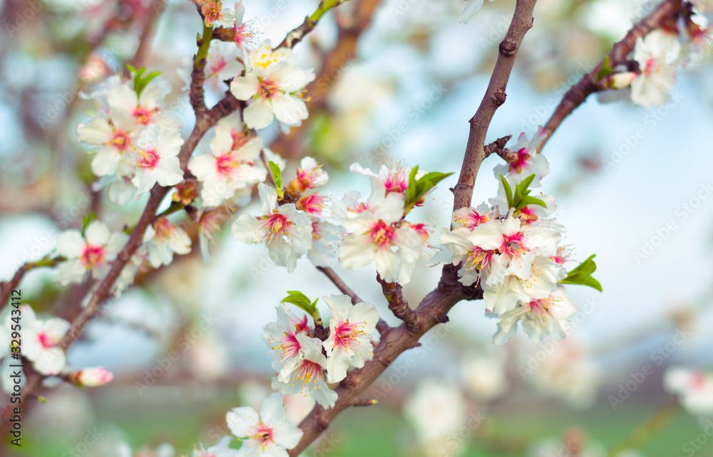 Beautiful white flowers of almond tree branch in bloom, close up at nice daylight Beautiful white flowers of almond tree branch in bloom, close up at nice daylight