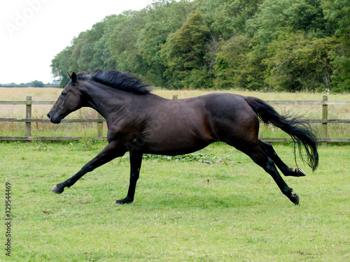 Bay Horse In Paddock