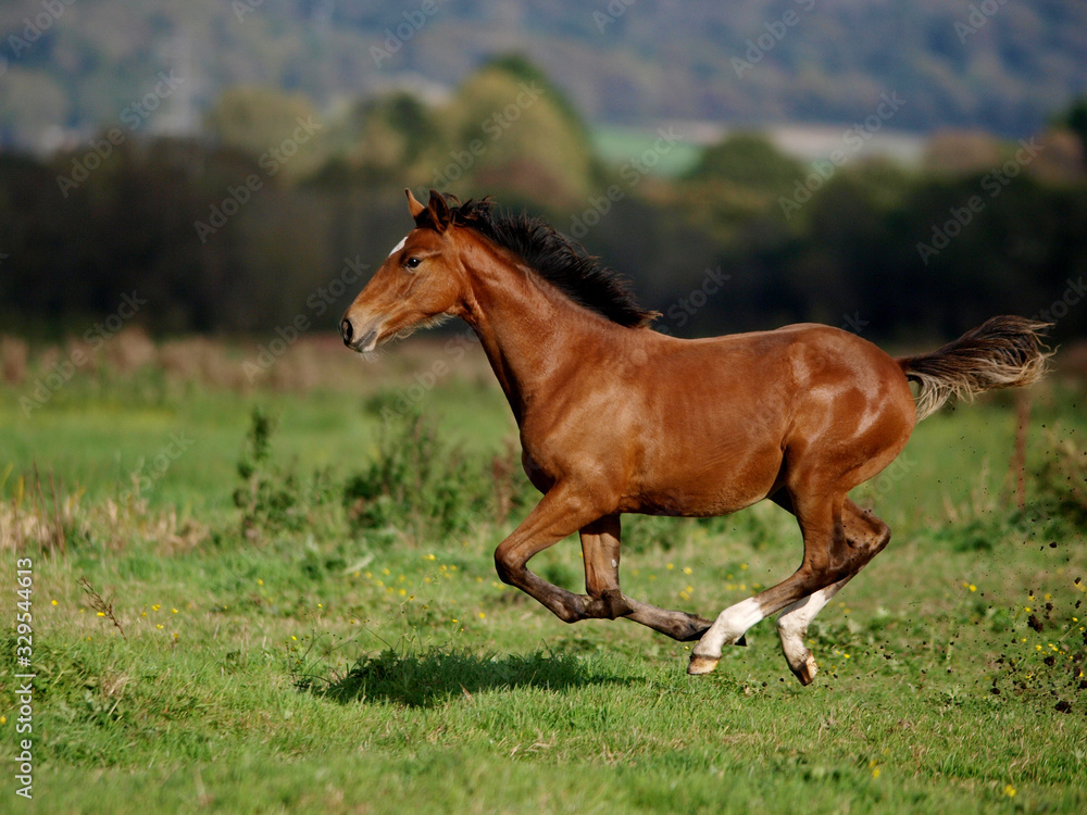 Fototapeta premium Foal at Liberty