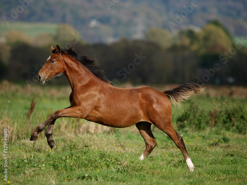 Foal at Liberty