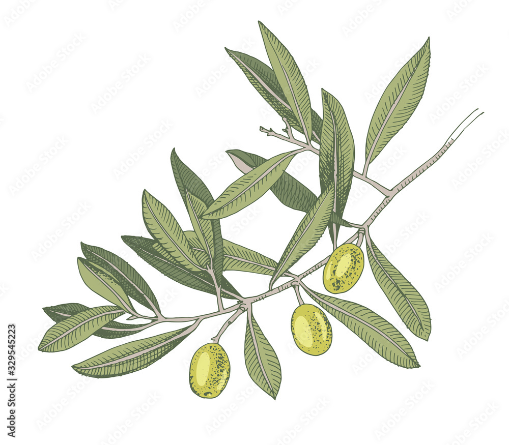 Hand drawn colorful olive tree branch Hand drawn colorful olive tree branch