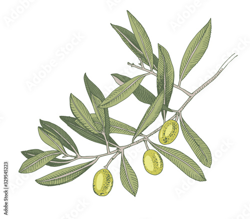 Hand drawn colorful olive tree branch