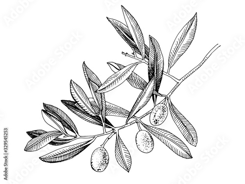 Hand drawn olive tree branch