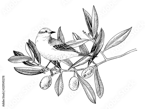 Hand drawn Yellow Wagtail sitting on the olive tree branch