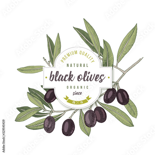 Black olives label design over hand drawn olive branch