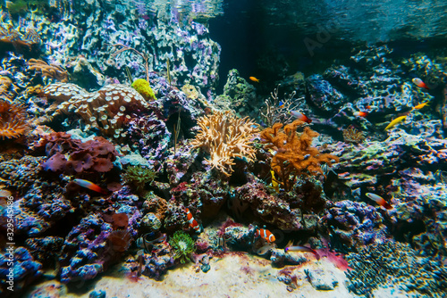 exotic tropical fish swim between coral reefs and algae in an aquarium