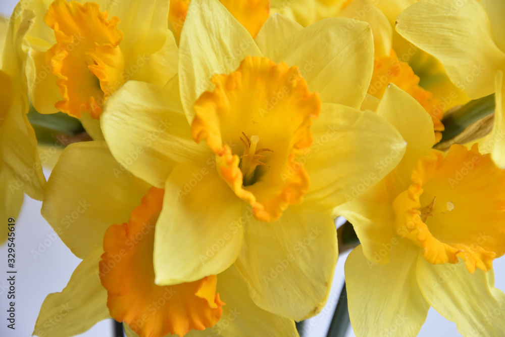 Obraz premium daffodils flowers